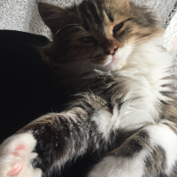 Norwegian Forest, Kedi  Kuzey fotoğrafı