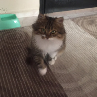 Norwegian Forest, Kedi  Kuzey fotoğrafı