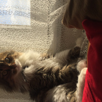 Norwegian Forest, Kedi  Kuzey fotoğrafı