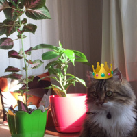 Norwegian Forest, Kedi  Kuzey fotoğrafı