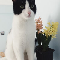 Tuxedo (Smokin) Kedi, Kedi  Zühtü fotoğrafı