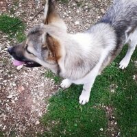 Alaskan Malamute, Köpek  gazoz fotoğrafı