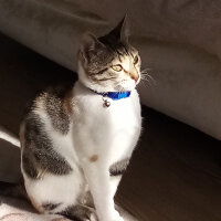 Tekir Kedi, Kedi  Tofu fotoğrafı