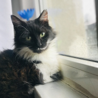 Tuxedo (Smokin) Kedi, Kedi  Bihter fotoğrafı