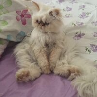 Himalayan, Kedi  Paris fotoğrafı