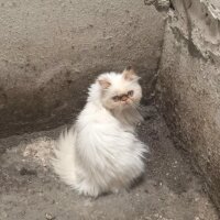 Himalayan, Kedi  Paris fotoğrafı