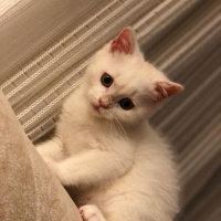 British Shorthair, Kedi  mia fotoğrafı