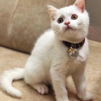 British Shorthair, Kedi  mia fotoğrafı