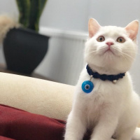 British Shorthair, Kedi  mia fotoğrafı