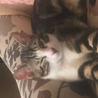 Tekir Kedi, Kedi  Kamil fotoğrafı
