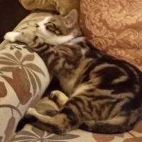 Tekir Kedi, Kedi  Kamil fotoğrafı