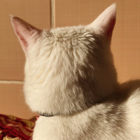 Tekir Kedi, Kedi  Zagros fotoğrafı