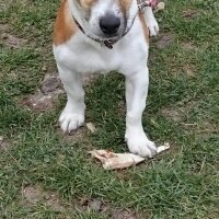 Jack Russell Terrier, Köpek  Maylo fotoğrafı