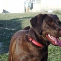 Labrador Retriever, Köpek  soil fotoğrafı