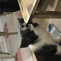 Border Collie, Köpek  Fındık fotoğrafı