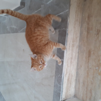 Tekir Kedi, Kedi  Ginger fotoğrafı