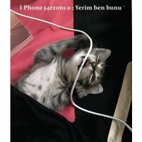 Siyam Kedisi, Kedi  Miyaset fotoğrafı