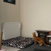 Sarman, Kedi  Vega fotoğrafı