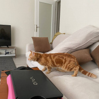 Sarman, Kedi  Vega fotoğrafı