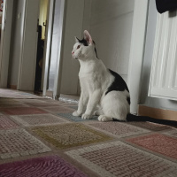 Scottish Fold, Kedi  Ares fotoğrafı
