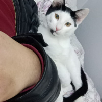 Scottish Fold, Kedi  Ares fotoğrafı