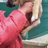 Türk Tazısı, Köpek  eksiklik fotoğrafı