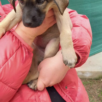 Türk Tazısı, Köpek  eksiklik fotoğrafı