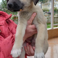 Türk Tazısı, Köpek  eksiklik fotoğrafı