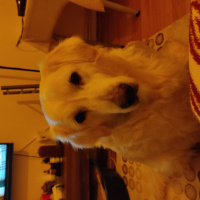 Golden Retriever, Köpek  Boobsie fotoğrafı