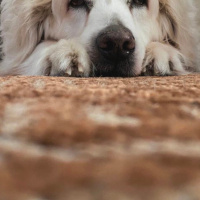Golden Retriever, Köpek  Boobsie fotoğrafı