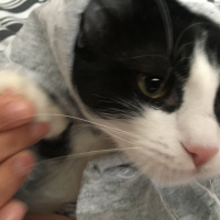 Tekir Kedi, Kedi  Çakıl fotoğrafı