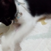 Siyam Kedisi, Kedi  Smokin fotoğrafı