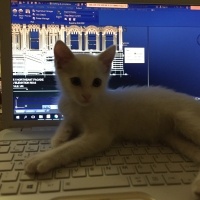 Tekir Kedi, Kedi  Tony fotoğrafı