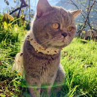 Scottish Fold, Kedi  Haşmet fotoğrafı