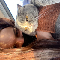 Scottish Fold, Kedi  Haşmet fotoğrafı