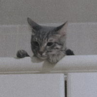 Tekir Kedi, Kedi  Marsel fotoğrafı