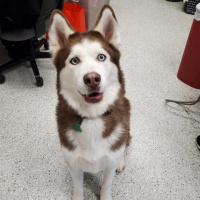 Sibirya Kurdu (Husky), Köpek  Romeo fotoğrafı