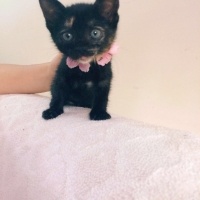 Bombay, Kedi  Çiçek kızımız fotoğrafı