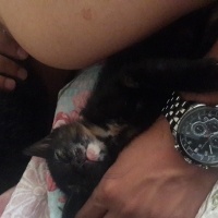 Bombay, Kedi  Çiçek kızımız fotoğrafı