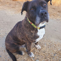 Boxer, Köpek  Paşa fotoğrafı