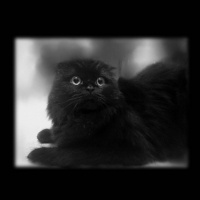 Scottish Fold, Kedi  Böcü fotoğrafı