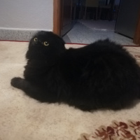 Scottish Fold, Kedi  Böcü fotoğrafı