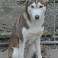 Sibirya Kurdu (Husky), Köpek  Maxi fotoğrafı