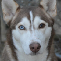 Sibirya Kurdu (Husky), Köpek  Maxi fotoğrafı