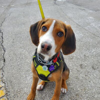 Beagle, Köpek  Tomas fotoğrafı