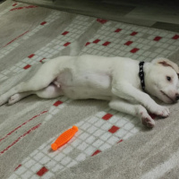 Labrador Retriever, Köpek  PAMUK fotoğrafı