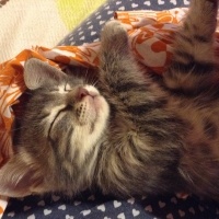 Tekir Kedi, Kedi  Yok fotoğrafı