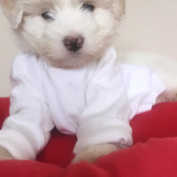 Maltese, Köpek  Latte fotoğrafı