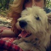 Avustralya Terrier, Köpek  KRAL fotoğrafı