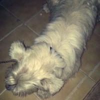 Avustralya Terrier, Köpek  KRAL fotoğrafı